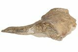 Fossil Plesiosaur Paddle & Coracoid - Asfla, Morocco #199983-7